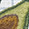 Green Avocado