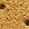 Sienna Washable Suede