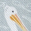 Gray Pelican