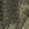 Olive Paisley