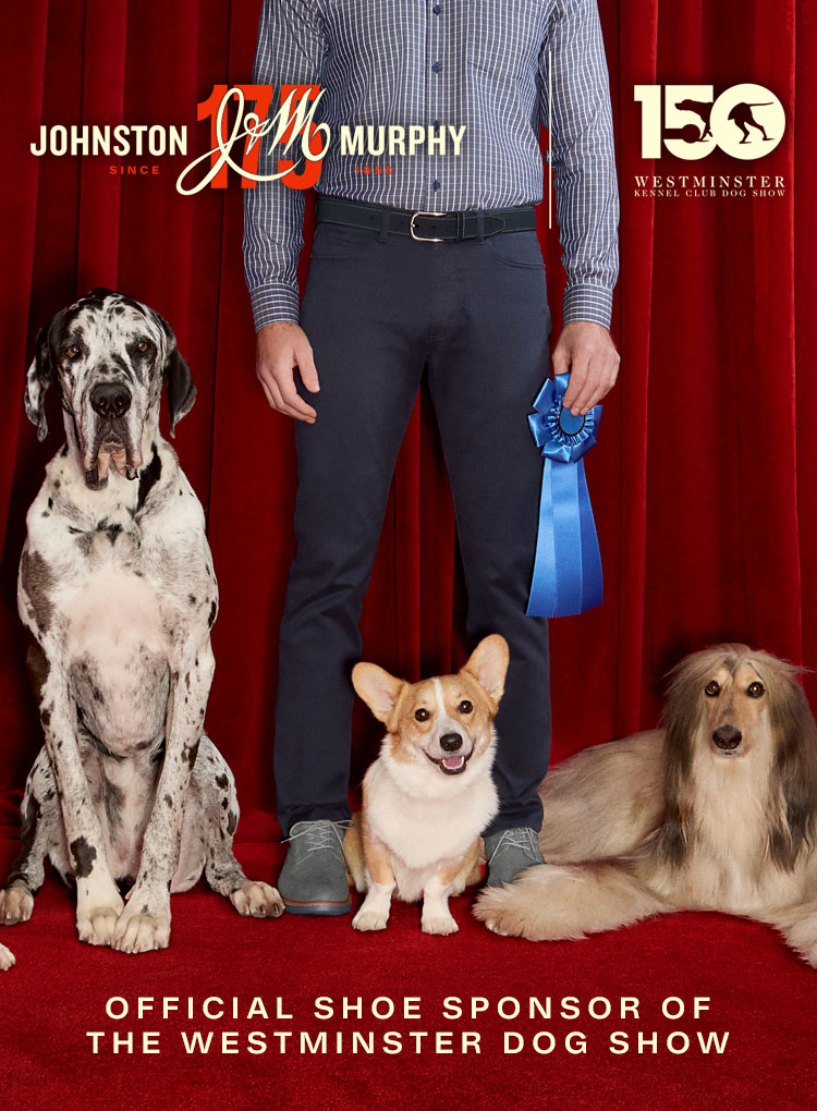 A variety of a show dogs lined up with a man dressed in Johnston & Murphy standing behind them holding a blue ribbon.