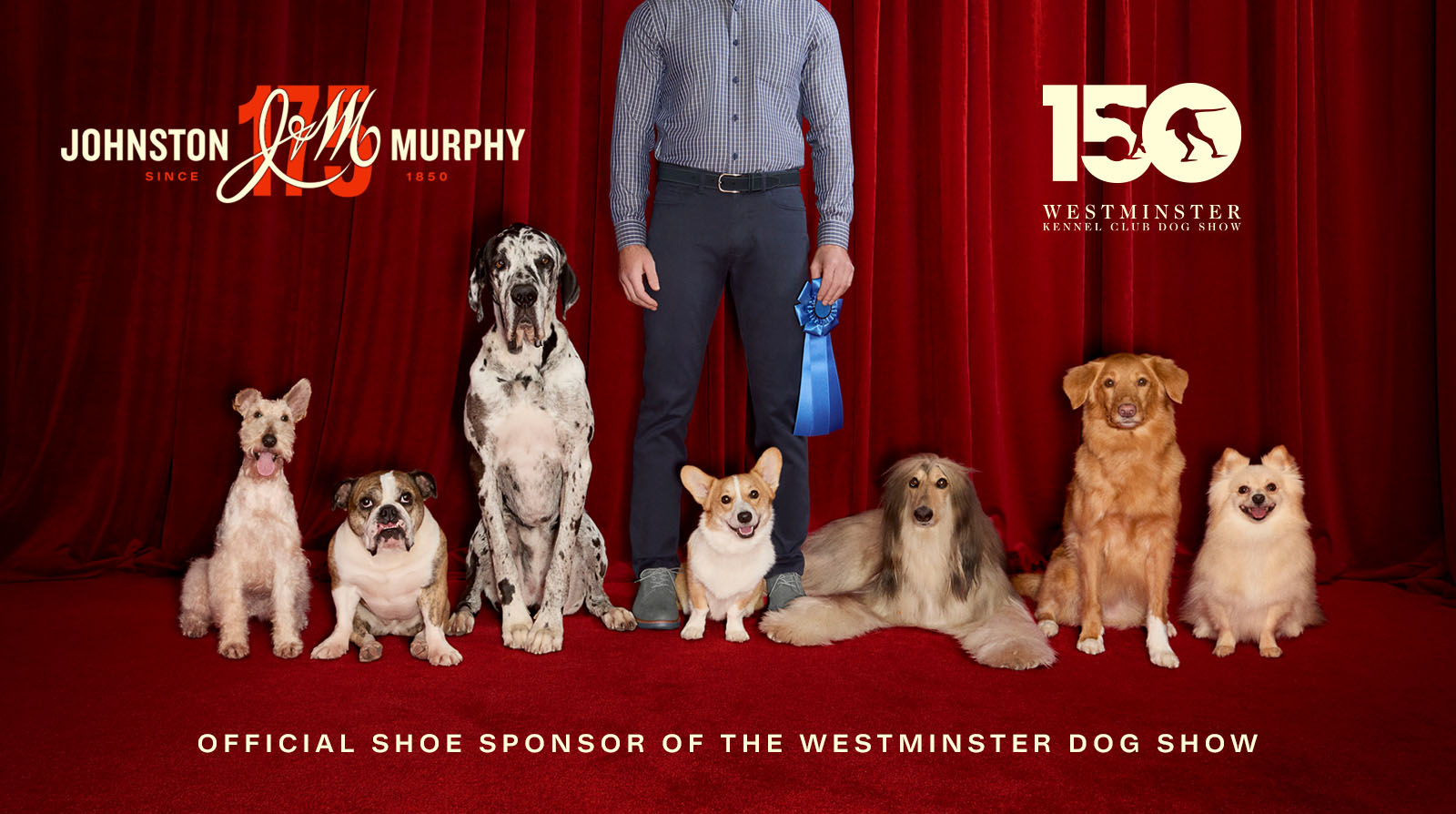 A variety of a show dogs lined up with a man dressed in Johnston & Murphy standing behind them holding a blue ribbon.