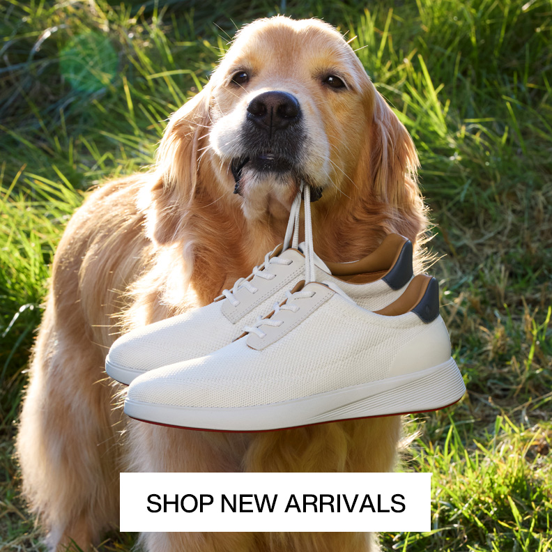 A Golden Retriever is holding a pair of white casual sneakers in its mouth.